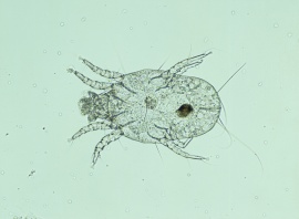 ダニの発生!こまめな清掃と換気を心掛けましょう 熊本 佐賀の